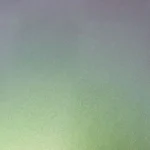 Prismatic Tradescantia - APL P0878